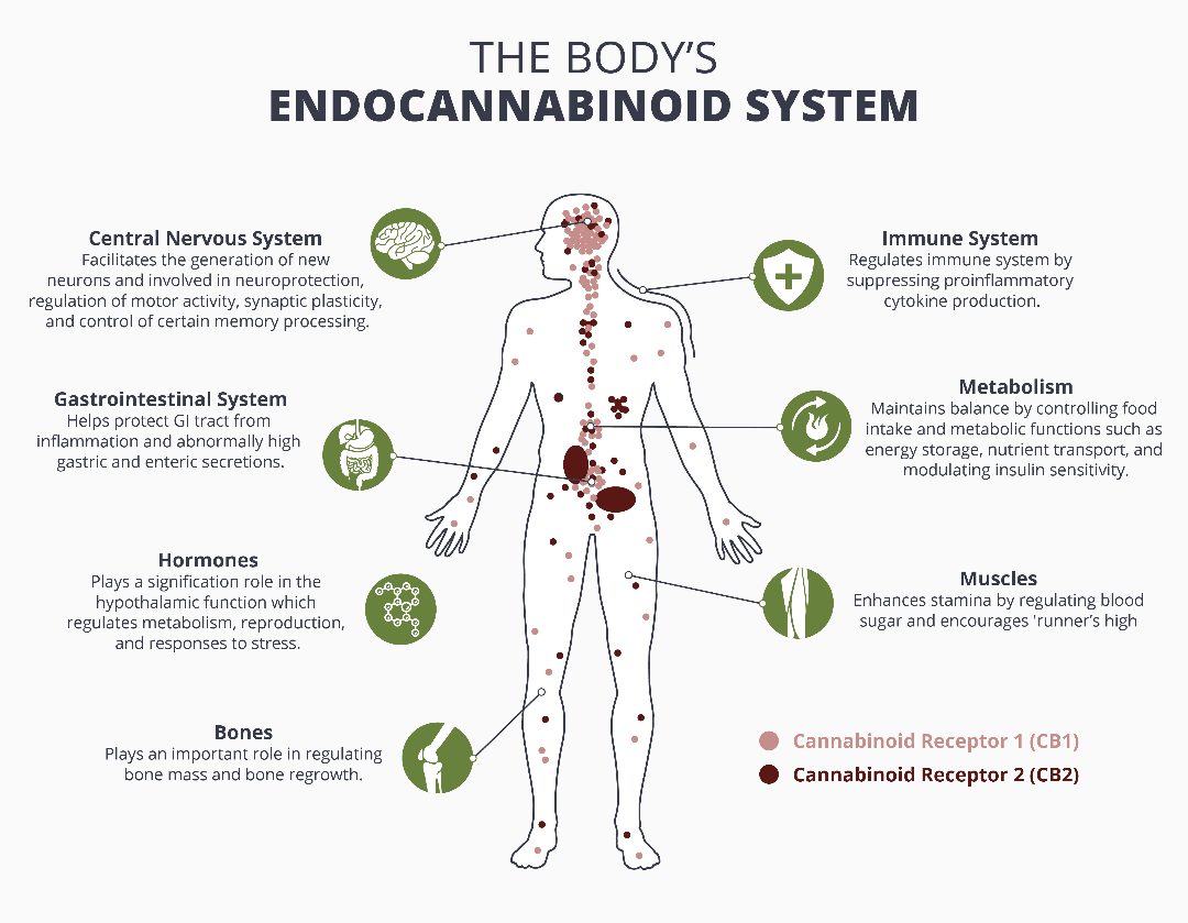The Body's Endocannabinoid System Infographic