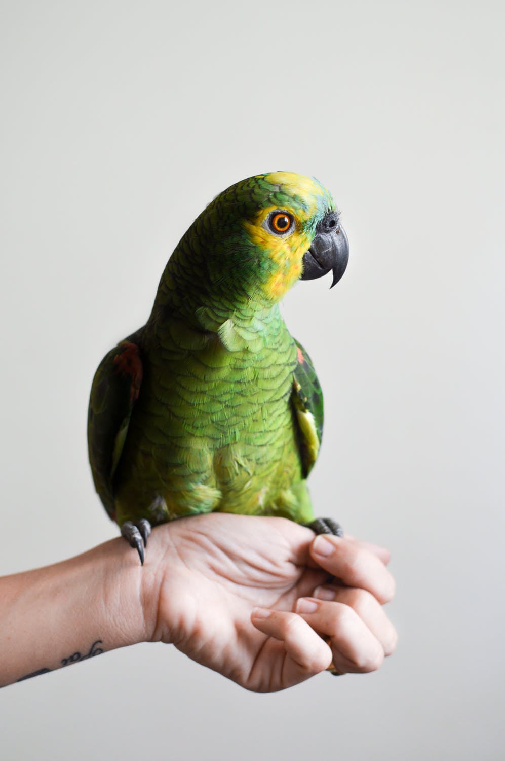 Why a Bird Makes a Great First Pet