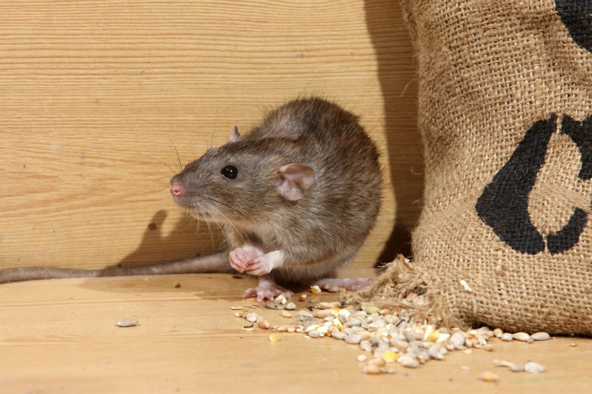 The Game of Cat and Mouse: Sure Signs You Have a Rat Infestation on Your Property