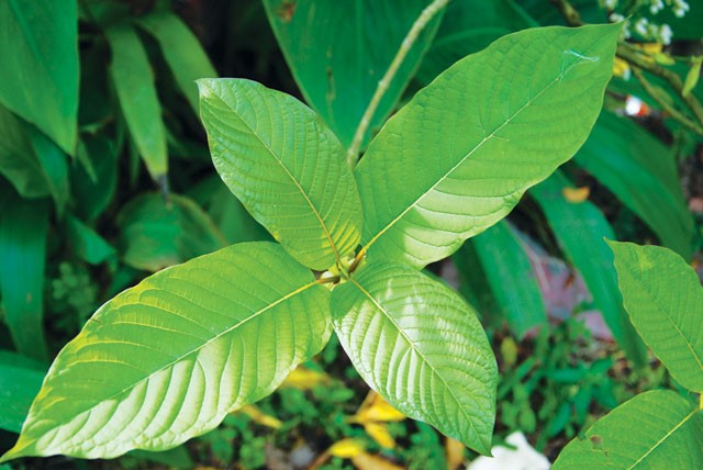 What is Maeng Da Kratom, and What is it Used For?
