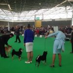 Beginning Tips for Getting Into the Dog Show Scene
