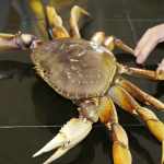 live dungeness crab