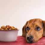 7 Dog Food Ingredients You Should Avoid