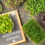 The Effective Health Benefits Of Microgreens