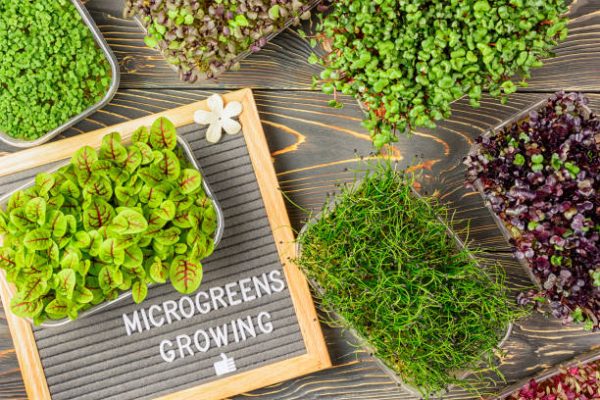 benefits of Microgreen