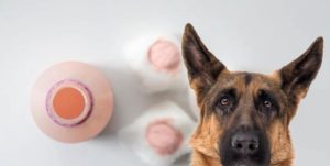 Can You Use Calamine Lotion On Dogs