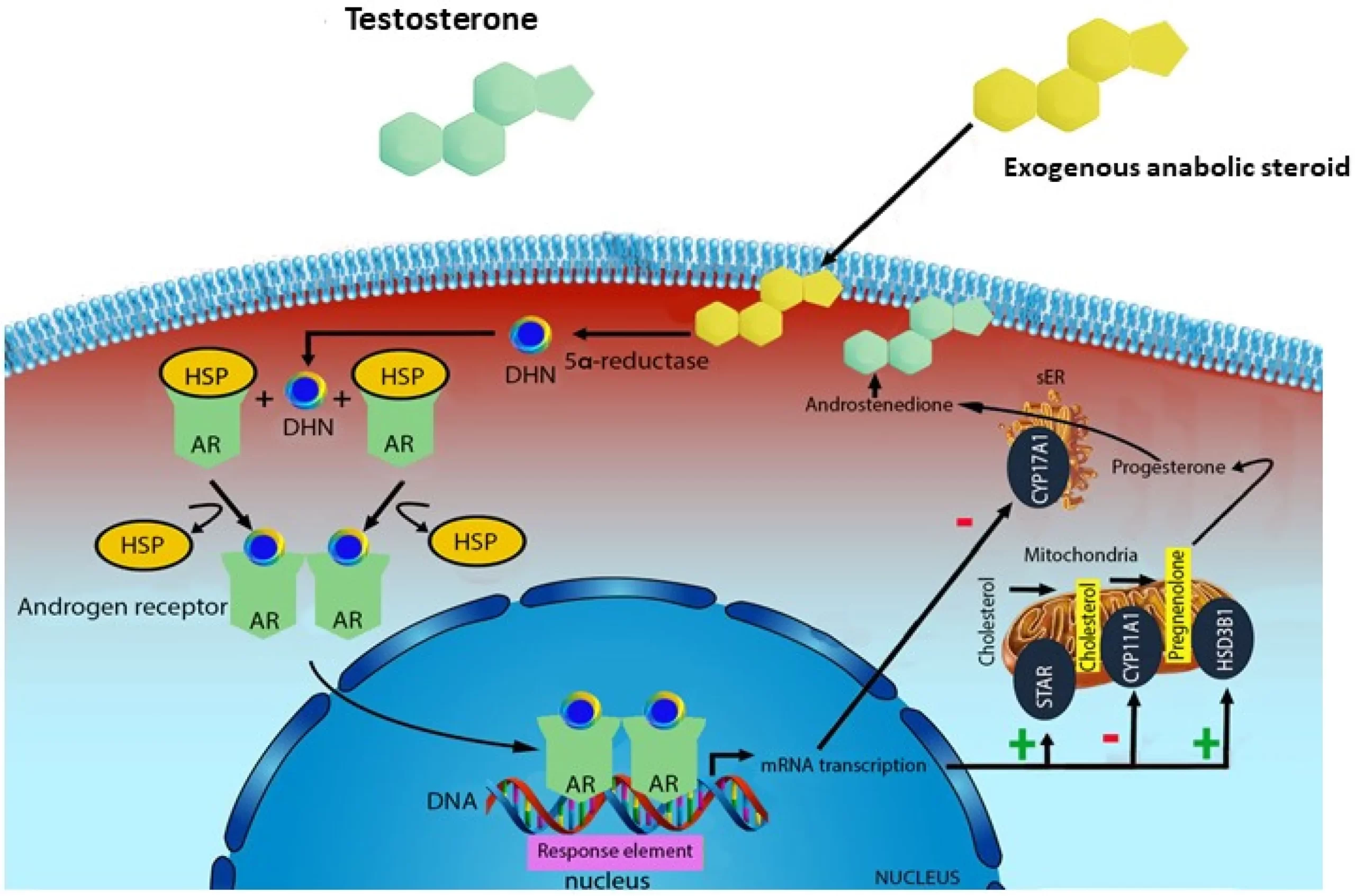 Exploring the World of Natural Steroids and Their Mechanisms - Smart ...