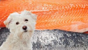 Can Dogs Eat Salmon Skin