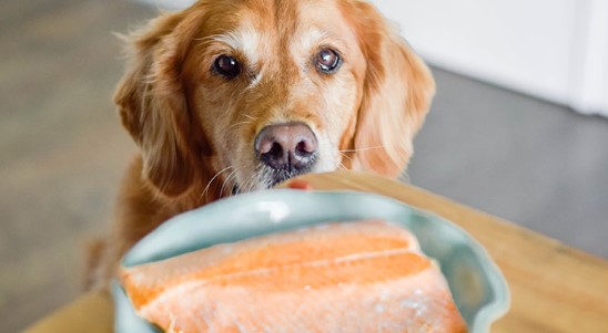 Can Dogs Eat Salmon Skin